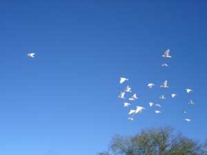 White Dove Group Release